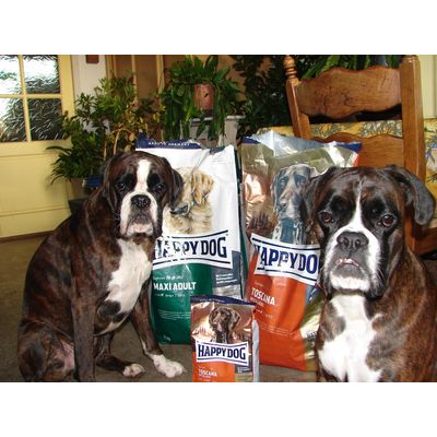 happydogboxers