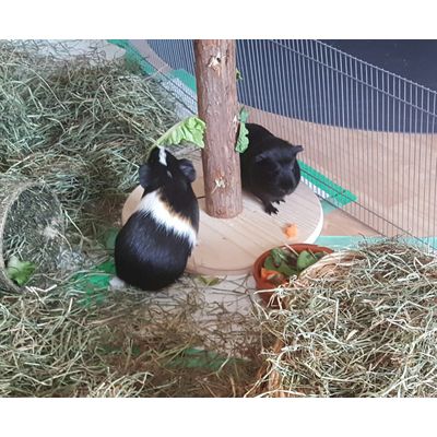 Bob und Bembers