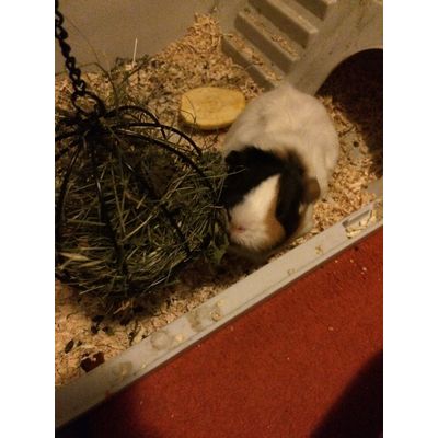 porcusorul meu adora mingea