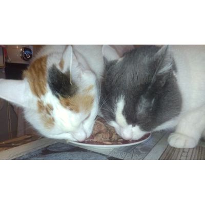 Le repas des reines