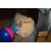Frettchen vs Spielball 