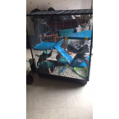 Cage zeno 3