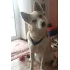 Akita-Husky Mischling Pan 