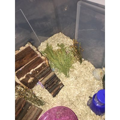 Hemp bedding