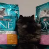 Purina one