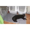 Podlozka Canadian Cat Company ma uspech
