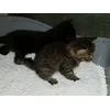 Rescue Kittens 