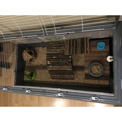 Happy guinea pigs