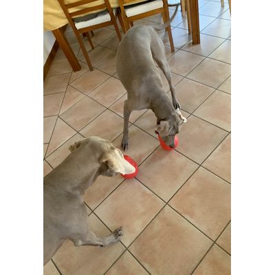 Pandora e Sheldon