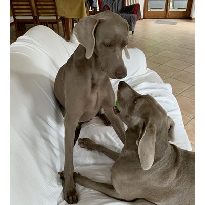 Pandora e Sheldon