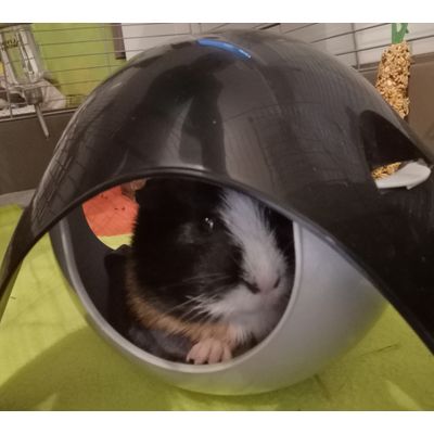 Charlie the Guinea pig relaxing