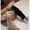Molli Pomi Mano