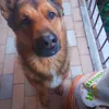 Axel