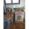 Royal Canin