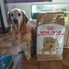 Royal Canin