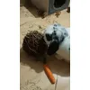 super balle lapin