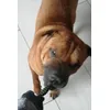 Borys i jego zielone ciacho