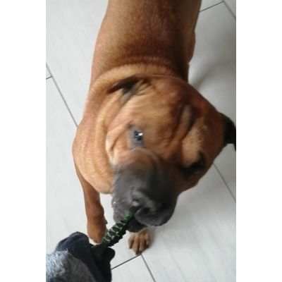 Borys i jego zielone ciacho