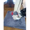 CATLAND