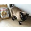 Happy Siamese