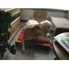 Hond en kat samen op kussen