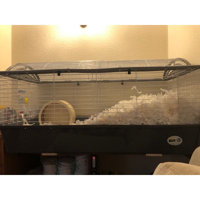 Hamster heaven