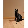 Sansa Cat Charmer