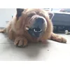 Hachiko