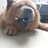 Hachiko