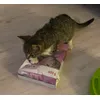 Kitten 