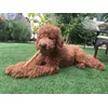 Kuma disfrutando con su Doka