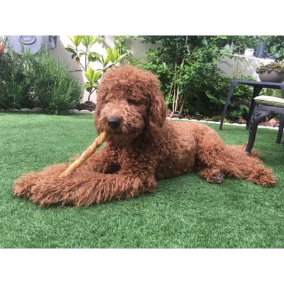 Kuma disfrutando con su Doka