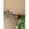 Misu