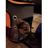 Happy cats