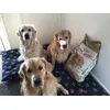 Three hungry boys