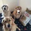 Three hungry boys
