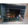 Ibla 10 kg misure kennel 79 cm