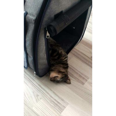 Transporter jest super