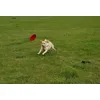 The favorite toy