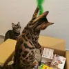 Bestellung ist da