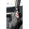 Border collie puppy in black bag