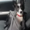 Border collie puppy in black bag