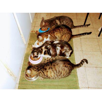 quarteto