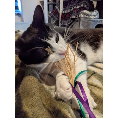 Loves the toy