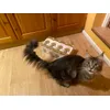 Bourbon loves this food 