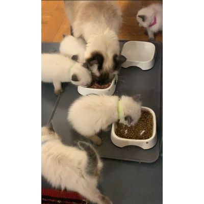 Kitties Essen gerne daraus