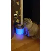 Catit