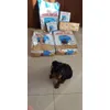 Vianoce