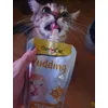 Pisitic Gimcat pudding