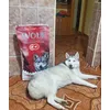 Shewolf